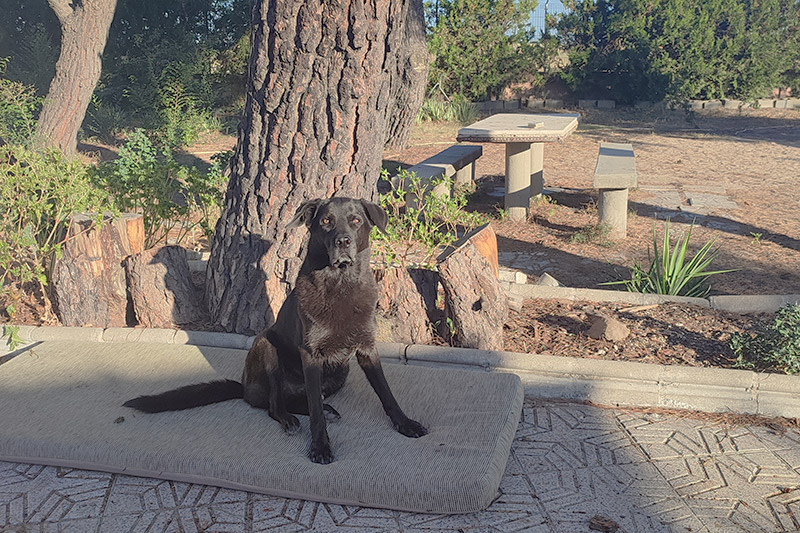 Taro-comunicación-canina